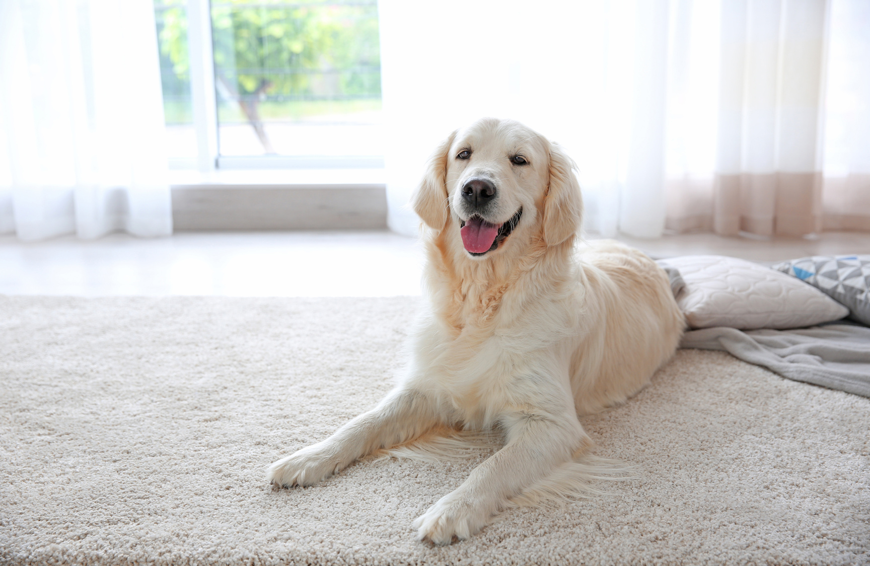 Dog Lying on Carpet Indoors 